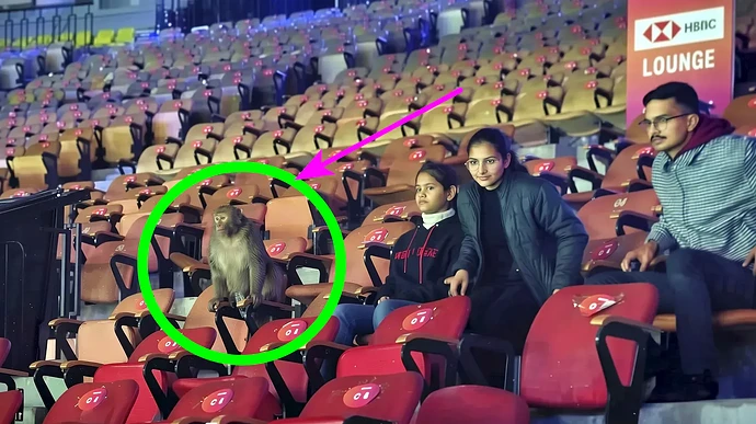 野生の猿の侵入