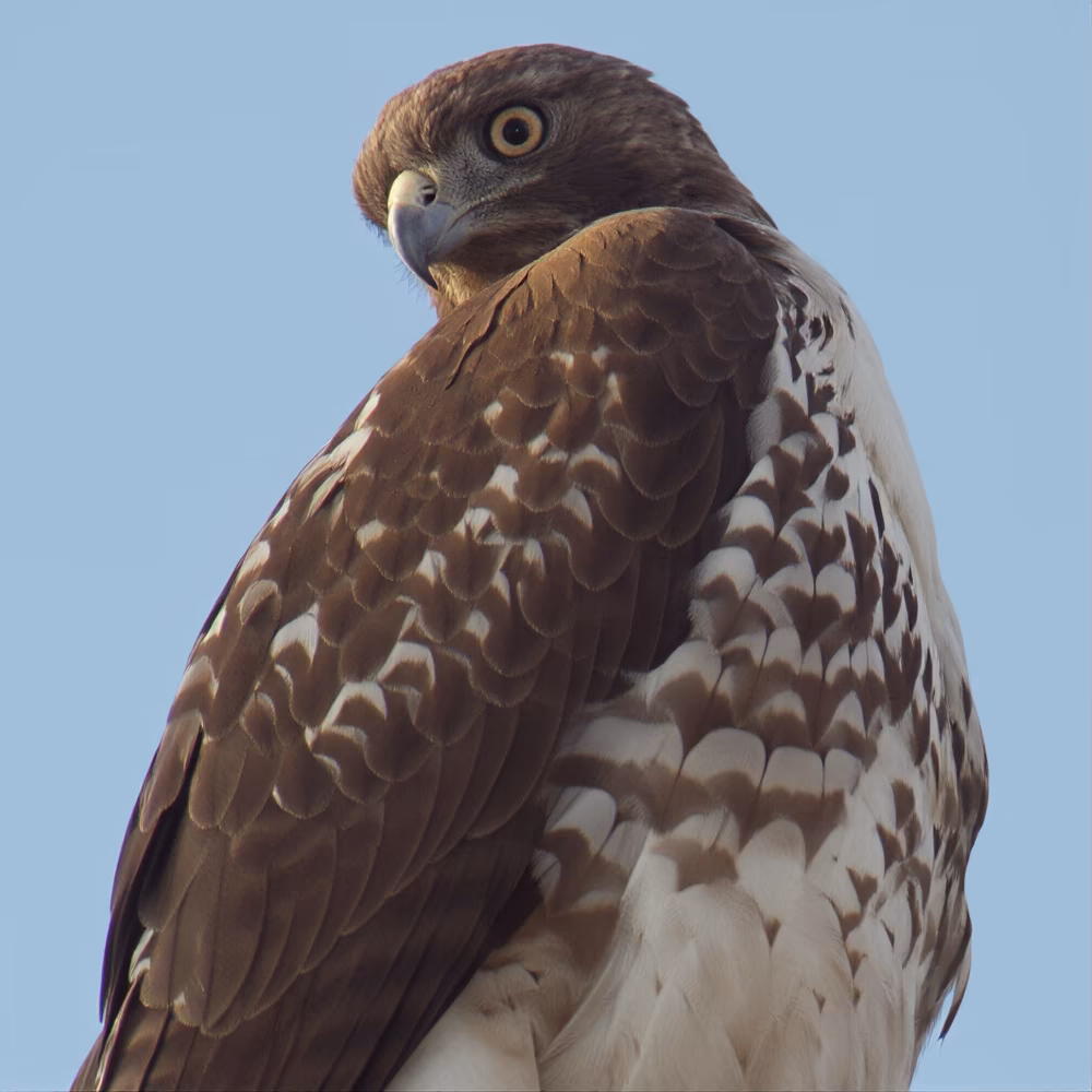 hawkcrop_cr_OMGSR_v1_20251104_101751